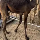 قعود تربيه مجهم