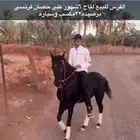 فرس   العلا