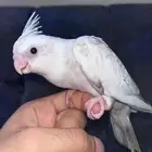 كروان هولندي هيفي بايد