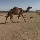 الموقع الدوادمي الشعراء
