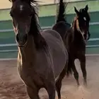 استراحة للإيجار اليومي