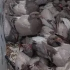 فراخه بسابيس حمام فرنسي سلفر