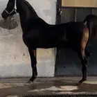 فحل لون ملكي عالمي واهو
