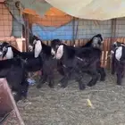 طليان وتيوس ذبايح