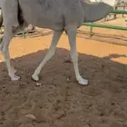 حشو مفاريد فل