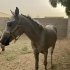 مهر  خيل للبيع