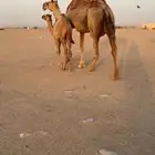 تم  البيع تم  البيع