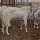 فحل مراح طيبه كفو