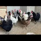 دجاج بلدي
