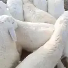 ذبايح حري 5 شهور
