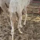 قعدان