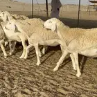 رخال حرية حرش