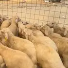 طليان حري العمر من 3الى اربع شهور سمان شعره ملكيه 46راس شعره