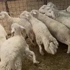 القصيم الاسياح