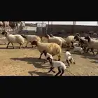 للبيع رغث فاخره 28 تحتها 28