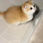 للبيع كتنز ذكر وانثى سكوتش بيور قولد مستوى