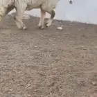 جدعان طيب لي لبيع