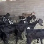 معزا عوراض