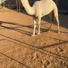 بكرة وضحى كفو