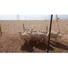رخال حرية مقاني او ذبح مناسبات