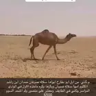 ناقه