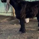 تيس فحل عارضي معرف