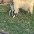 للبيع عنز مطوره والد خصصم