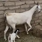 عنز والد