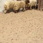 جذعان نعيم بلدي