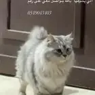 قطه ضائعه