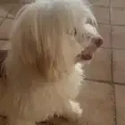 انثى كلب مالتيز