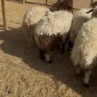 ذبايح نعيم بلدي طيبه