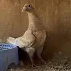 زاجل ( اصفر واحمر )