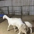 حرية رباع تحتها خاروف