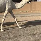 للبيع البكار الكفو