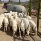 بهم خرفان ورخال