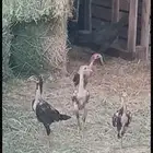 دجاج باكستاني اصلي