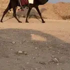 رحول مجهم طيبه
