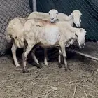 3 ضان