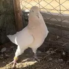 حمام سوري ريحاني للبيع