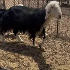 للبيه شاه خلفه نجديه