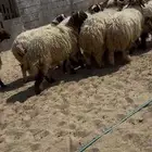 جذعان كناور طيبه