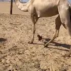 هجن ذلول مهجنه ثنو طيبه