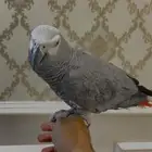 كاسكو اليف متكلم