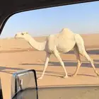 بكرى وضحى للبيع