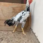 ديك فارسي للبيع
