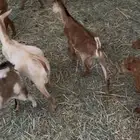 تيوس مندي