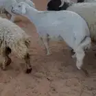 خرفان نعيم و حريات
