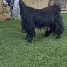للبيع عنز عارضيه