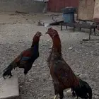 ديوك باكستاني سندي الوان جميلة